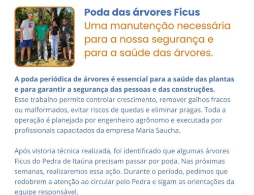 Poda das árvores Ficus